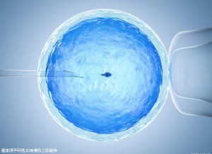 胚胎培养